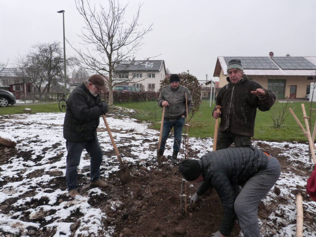 Streuobstwiese an der Gartenstraße - Pflanzung Obstbäume