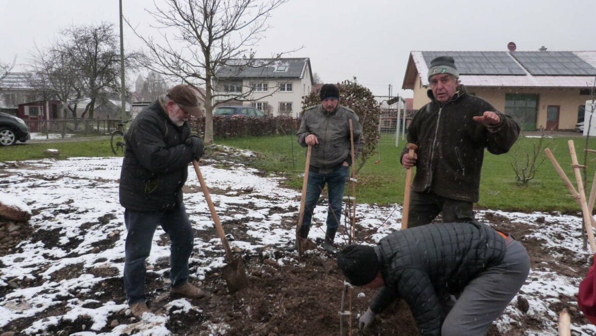 Streuobstwiese an der Gartenstraße – Pflanzung Obstbäume